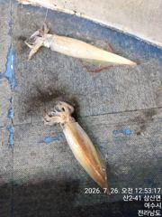 7월26일입항 먼바다대포한치 조항소식 입니다  사진