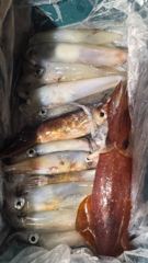 7월25일 적호조황 사진