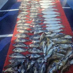7월26일 먼바다 외수질 10인 대박 조황! 사진