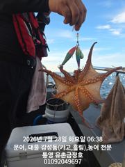 통영 금정호 오전문어 손맛 시원합니다 내일 오전자리 있습니다 사진