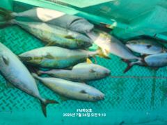 (FM 피싱호 ㅡ참돔흘림)~주말 출조계획 ㅡ참돔흘림 ㅡ예약가능  사진