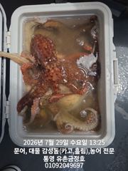 통영 금정호 오전문어 묵직한조황!! 내일오전 오후자리있습니다 사진
