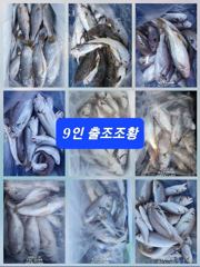 [무창포아파치호] 7월30(목), 9분 조사님들, 쌍걸이 쓰리걸이 등 빅싸이즈 왕백조기들과 부세조황~^^ 내일부터 금,토,일,월,화(31일~4일) 쭉~ 정상출조, 자리여유. 전화주세요~ 010-8422-0866. 사진