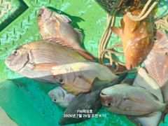 (FM 피싱호 ㅡ참돔흘림)~일요일 참돔흘림 정상출조합니다  사진