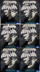 군산 뉴 블루스타호 8월 2일~ 8월 13일 2주간 야간반 백조기 생활 낚시 시즌 시작 합니다. 사진