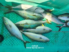 (FM 피싱호 ㅡ참돔흘림)~오늘밤 24:00시출항 ㅡ2자리여유  사진