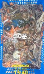 7월29일 조황 사진
