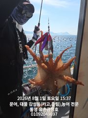 통영 금정호 문어손맛 시작합니다 내일 오전타임 자리있어요 사진
