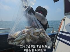 [홍원항 타이탄호] 8월1일(토) 사이즈 좋은 백조기 가 따박따박~