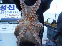  야간대왕돌문어 1.3K..야간+오전은 오늘밤 12시출발..7만원종일반 1K, 1K, 1K........