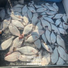 26.08.03 백사장항 무야호 다잡아 외수질 조황^^ 사진