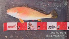 8/3 수조기 53cm 사진