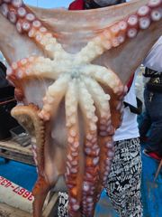 8.4 문어조황 사진