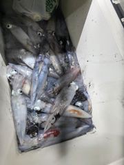 8윌3일한치 반타임낚시 다녀왓어요 사진