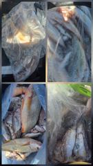 오늘의조황 - 8월2일 파워피싱호 백조기 부세 조황입니다 - 마량포낚시,배낚시,선상낚시 사진