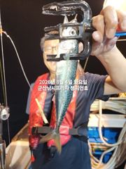  4일, 한밤에 힐링~! 왕고등어~오늘도 갑니다~전갱이등~실시간~고등어,삼치,등~~~군산 챔피언호 사진