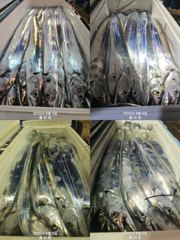 [여수플라워호] 5일 갈치 조황입니다.010-2004-5524 사진
