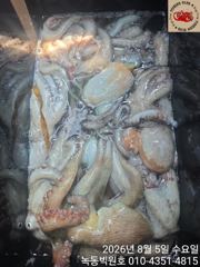 8월5일 문어조황 사진