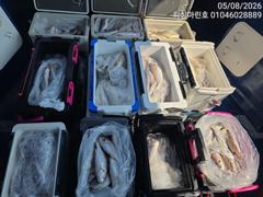 [백조기조황] 8/5 백조기 조황