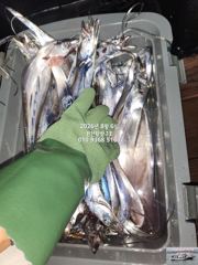 내만갈치)오늘도 손맛욱신~빛나요~손맛쫀쫀 예약중 사진