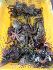 [사천] 삼천포 물새호 문어조황 사진