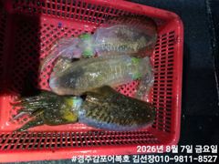 본격적인 어복호 무늬시즌을 알립니다. 사진