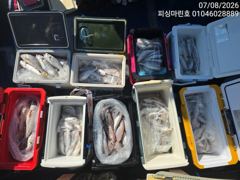 조황정보 - 8/7 백조기 조황 - 무창포선상낚시 사진