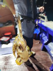 본격적인 무늬오징어 팁런 시작~~ 금요일도 예약중입니다  사진