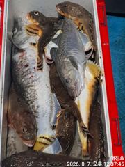 임원항대진호 왕 대구조황ㅇ 사진