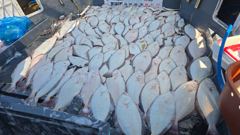 8월7일 군산 똥까호 광어다운샷 조황정보 사진