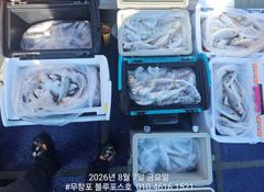 [백조기조황] 8/7 백조기 조황 사진