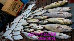 오늘의 조황 - 8월8일! 대물민어사냥! 오전실시간! 따복따복잘나와줍니다! - 군산 탑피싱,배낚시,바다낚시 사진