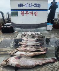 조황정보 - [격포 블루마린호] 8/8 외수질 조황 - 격포 와따피싱,배낚시,선상낚시 사진