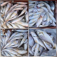 조황정보 - 마검포 뉴정원호 8/8 왕백조기 조황 입니다, - 마검포 뉴정원호,정원호,정원낚시,선상낚시,배낚시 사진