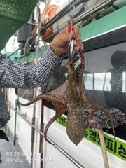다음주 돌문어 출조합니다 자리여유 주말도 자리여유