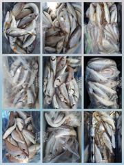 [무창포아파치호] 8월9일(일), 오늘도 왕백조기와 부세들로 손맛보고 왔습니다~ㅎㅎ 주중, 주말 인원수 상관없이 매일 출조. 전화주세요~ 010-8422-0866. 사진