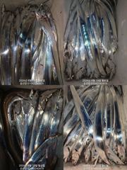 마산 내만갈치 은빛 물결에 손맛보고 입맛보고 오늘예약가능 정상 출항  사진