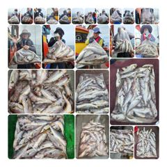 조황정보 - 8윌12일 짱구투호 백조기 사이즈굿조황 - 영흥도 짱구낚시