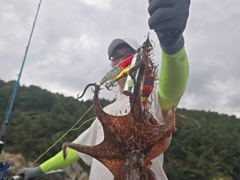 [진해] 오늘 쩍~쩍 달라붙어 올라오는 굵고 묵직한 야간~돌문어 잡으러 … 사진