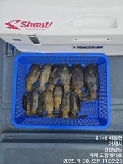 [거제] (문어)13일 사량도권 어장치기 출항 확정 고잉메리호 출동~(1… 사진