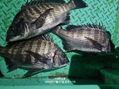 [거제] (거제 감성돔흘림 ㅡFM 피싱호)~낼(목요일)정상출조합니다