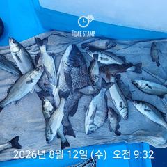 삼천포 내만권 감성돔 사진