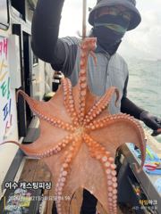 여수캐스팅피싱호 > [ 찬 바람이 부니 ~ 문어출조 합니다!! ] 사진
