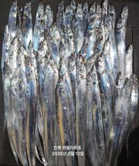 [진해] 12일,입항<내만 갈치>갈치사냥gogo~오늘 수,목,금~예약중 사진