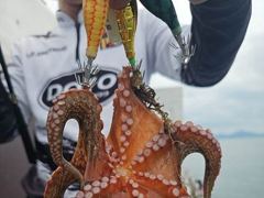 돌문어 키로에 마리수로 쭉쭉 올라오고~ 예약가능 사진