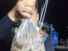돌문어 오후 조황 입니다.내일도 갑니다.