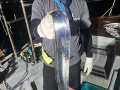 13일 먼바다 갈치루어 빈자리 있습니다  사진