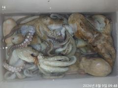 [마산] 감성호)진동내만 문어 조황입니다 사진