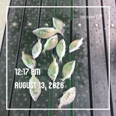 [통영] 해양레저 무늬오징어 감성돔 마리수 조황 사진
