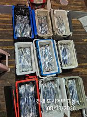 13일새벽 내만갈치 큰놈 잔놈 막 올라와요~!! 오늘 예약가능 사진